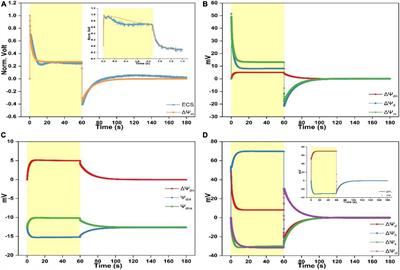 Analyzing the effect of ion binding to the membrane-surface on regulating the light-induced transthylakoid electric potential (ΔΨm)